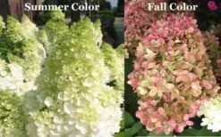 Limelight PeeGee Hydrangea - Single Trunk Topiary Tree - 5 Gallon Pot 11 Limelight PeeGee Hydrangea - Single Trunk Topiary Tree - 5 Gallon Pot -Wilson Bros Gardens Picture Hydrangea Limelight 3