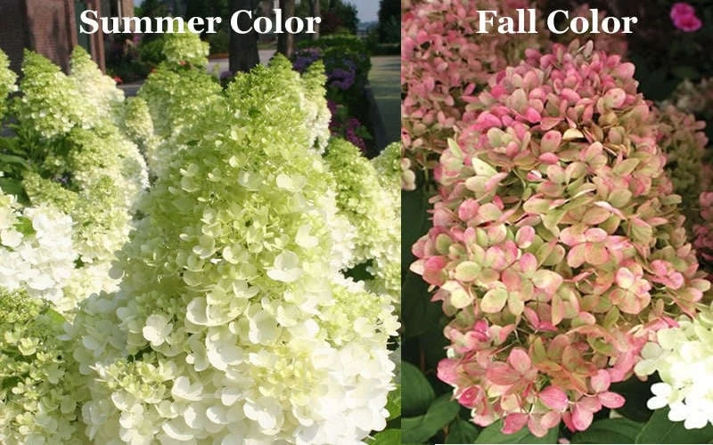 Limelight PeeGee Hydrangea - Single Trunk Topiary Tree - 5 Gallon Pot 7 Limelight PeeGee Hydrangea - Single Trunk Topiary Tree - 5 Gallon Pot - Image 5