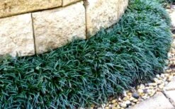 Dwarf Mondo Grass - 18 Count Flat Of Pint Pots 14 Dwarf Mondo Grass - 18 Count Flat Of Pint Pots -Wilson Bros Gardens Picture Mondo Grass Dwarf 4 1