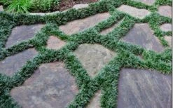 Dwarf Mondo Grass - 18 Count Flat Of Pint Pots 15 Dwarf Mondo Grass - 18 Count Flat Of Pint Pots -Wilson Bros Gardens Picture Mondo Grass Dwarf 6 1