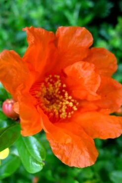 Russian 26 Cold Hardy Pomegranate - 3 Gallon Pot 12 Russian 26 Cold Hardy Pomegranate - 3 Gallon Pot -Wilson Bros Gardens Pomegranate Russian 26 11 1