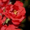 Iwai Nishiki Red Flowering Quince - 1 Gallon Pot 1 Iwai Nishiki Red Flowering Quince - 1 Gallon Pot -Wilson Bros Gardens Quince Iwai Nishiki 1