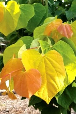 Featured Products 5 The Rising Sun Redbud Tree - 7 Gallon Pot (3-4')