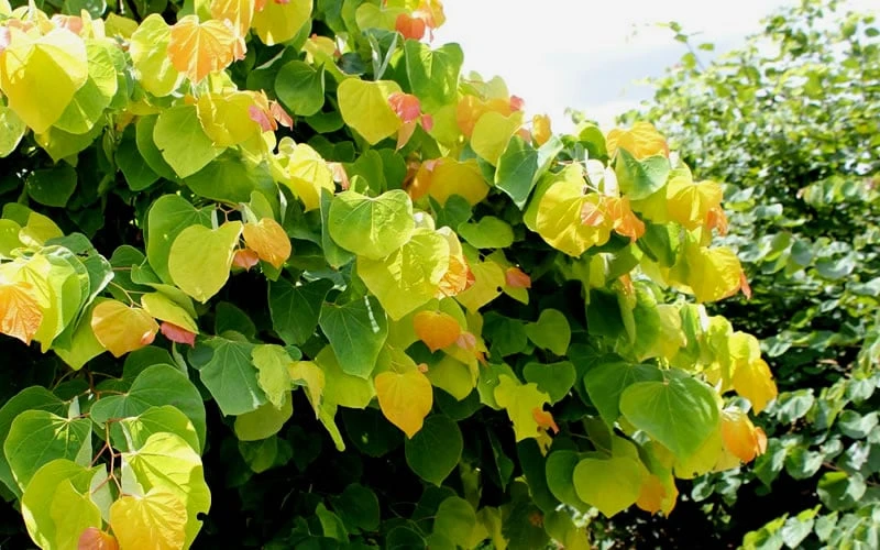 The Rising Sun Redbud Tree - 7 Gallon Pot (3-4') 8 The Rising Sun Redbud Tree - 7 Gallon Pot (3-4') - Image 6