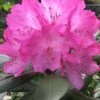 Southgate 'Radiance' Rhododendron - 3 Gallon Pot 2 Southgate 'Radiance' Rhododendron - 3 Gallon Pot -Wilson Bros Gardens Rhododendron Southgate Radiance 2 500x750 1