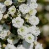 Plena Double Bridal Wreath Spirea (Spirea Prunifolia) - 1 Gallon Pot 1 Plena Double Bridal Wreath Spirea (Spirea Prunifolia) - 1 Gallon Pot -Wilson Bros Gardens Spirea Bridal Wreath Plena 4 1