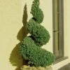 Spiral Dwarf Alberta Spruce Topiary - 7 Gallon Pot 2 Spiral Dwarf Alberta Spruce Topiary - 7 Gallon Pot -Wilson Bros Gardens Spruce Dwarf Alberta Spiral Topiary 500x750 1