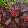 Burgundy Spice Sweetshrub (Calycanthus ) - 3 Gallon Pot 1 Burgundy Spice Sweetshrub (Calycanthus ) - 3 Gallon Pot -Wilson Bros Gardens Sweetshrub Burgundy Spice 2