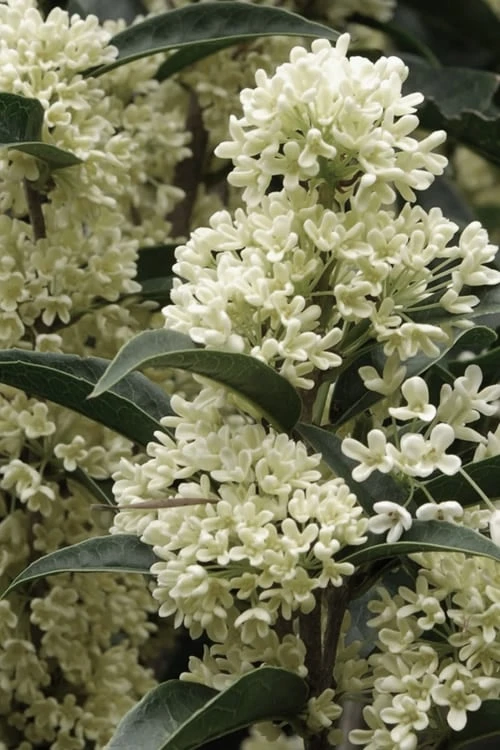 Fudingzhu Fragrant White Tea Olive (Osmanthus Fragrans) - 6 Pack Of 1 Gallon Pots 3 Fudingzhu Fragrant White Tea Olive (Osmanthus Fragrans) - 6 Pack Of 1 Gallon Pots