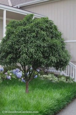 Fudingzhu Fragrant White Tea Olive (Osmanthus Fragrans) - 1 Gallon Pot 10 Fudingzhu Fragrant White Tea Olive (Osmanthus Fragrans) - 1 Gallon Pot -Wilson Bros Gardens Tea Olive Fudingzhu 6 1