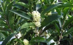 Fudingzhu Fragrant White Tea Olive (Osmanthus Fragrans) - 6 Pack Of 1 Gallon Pots 11 Fudingzhu Fragrant White Tea Olive (Osmanthus Fragrans) - 6 Pack Of 1 Gallon Pots -Wilson Bros Gardens Tea Olive Fudingzhu 7 2