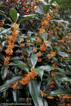Fragrant Orange Tea Olive - Osmanthus Fragrans Aurantiacus - 5 Gallon Pot 14 Fragrant Orange Tea Olive - Osmanthus Fragrans Aurantiacus - 5 Gallon Pot -Wilson Bros Gardens Tea Olive Orange 102