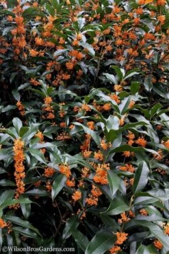 Fragrant Orange Tea Olive - Osmanthus Fragrans Aurantiacus - 5 Gallon Pot 15 Fragrant Orange Tea Olive - Osmanthus Fragrans Aurantiacus - 5 Gallon Pot -Wilson Bros Gardens Tea Olive Orange 103