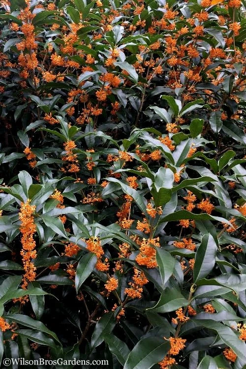 Fragrant Orange Tea Olive - Osmanthus Fragrans Aurantiacus - 5 Gallon Pot 9 Fragrant Orange Tea Olive - Osmanthus Fragrans Aurantiacus - 5 Gallon Pot - Image 7