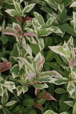 Pink Flush Variegated Tea Olive (Osmanthus Fragrans 'Yinbi Shuanghui') - 3 Gallon Pot -Wilson Bros Gardens Tea Olive Yinbi Shuanghui Variegated 2 1