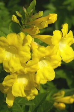 Lydia Tecoma - Esperanza - 1 Gallon Pot