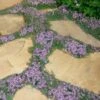 Elfin Creeping Thyme - Thymus Serpyllum Elfin - 3 Pack Of Pint Pots -Wilson Bros Gardens Thyme Elfin 15