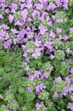 Elfin Creeping Thyme - Thymus Serpyllum Elfin - 3 Pack Of Pint Pots -Wilson Bros Gardens Thyme Elfin BS