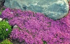 Red Creeping Thyme - Thymus Praecox 'Coccineus' - 10 Pack Of Pint Pots -Wilson Bros Gardens Thyme Red Creeping 10 1