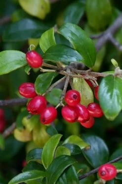 Dwarf Evergreen Snowball Viburnum 'Conoy' - 3 Gallon Pot 16 Dwarf Evergreen Snowball Viburnum 'Conoy' - 3 Gallon Pot -Wilson Bros Gardens Viburnum Conoy 4