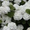 Popcorn Snowball Viburnum Bush - 1 Gallon Pot 2 Popcorn Snowball Viburnum Bush - 1 Gallon Pot -Wilson Bros Gardens Viburnum Popcorn 1 500x750 1