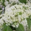 Snow Joey Viburnum - 2 Gallon Pot -Wilson Bros Gardens Viburnum Snow Joey 1 1
