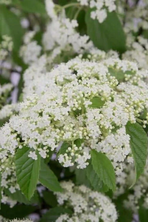 Snow Joey Viburnum - 3 Gallon Pot 3 Snow Joey Viburnum - 3 Gallon Pot