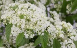 Snow Joey Viburnum - 2 Gallon Pot 13 Snow Joey Viburnum - 2 Gallon Pot -Wilson Bros Gardens Viburnum Snow Joey 2 1