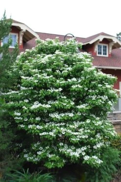 Summer Snowflake Viburnum - 3 Gallon Pot -Wilson Bros Gardens Viburnum Summer Snowflake 20