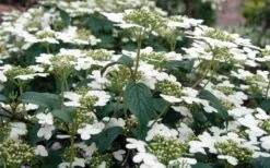 Summer Snowflake Viburnum - 3 Gallon Pot -Wilson Bros Gardens Viburnum Summer Snowflake 3