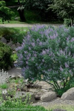 Shoal Creek Chaste Tree (Vitex) - 5 Gallon Pot 11 Shoal Creek Chaste Tree (Vitex) - 5 Gallon Pot -Wilson Bros Gardens Vitex Shoal Creek 17