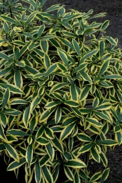 Marianni Variegated Pink Winter Daphne - 1 Gallon Pot 10 Marianni Variegated Pink Winter Daphne - 1 Gallon Pot -Wilson Bros Gardens Winter Daphne Marianni 2