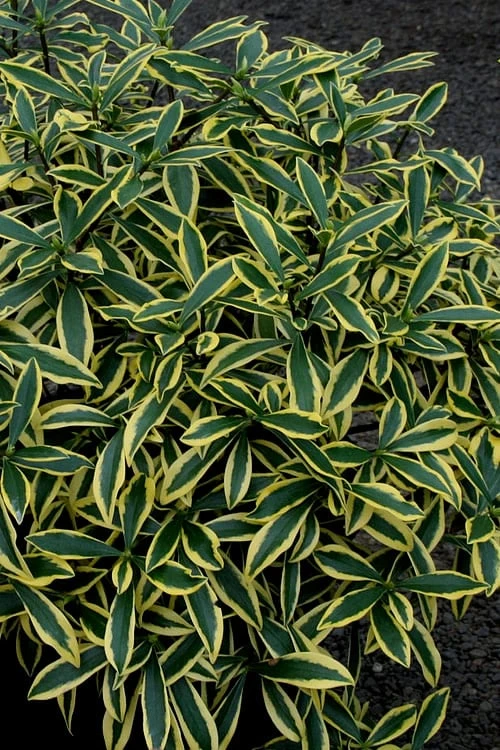 Marianni Variegated Pink Winter Daphne - 1 Gallon Pot 6 Marianni Variegated Pink Winter Daphne - 1 Gallon Pot - Image 4