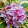 Marianni Variegated Pink Winter Daphne - 1 Gallon Pot 1 Marianni Variegated Pink Winter Daphne - 1 Gallon Pot -Wilson Bros Gardens Winter Daphne Marianni 4
