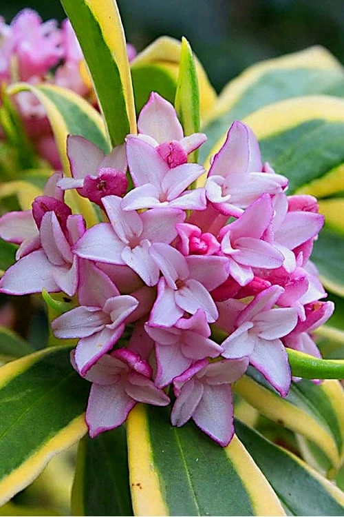 Marianni Variegated Pink Winter Daphne - 1 Gallon Pot 3 Marianni Variegated Pink Winter Daphne - 1 Gallon Pot