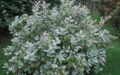 Woodlanders Blue Dusty Zenobia (Honeycup) - 3 Gallon Pot 17 Woodlanders Blue Dusty Zenobia (Honeycup) - 3 Gallon Pot -Wilson Bros Gardens Zenobia Woodlanders Blue 20 1