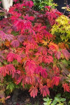 Wilson Bros Gardens 25 Dancing Peacock Japanese Maple (Acer Japonicum 'Aconitifolium') - 3 Gallon Pot (2-3')