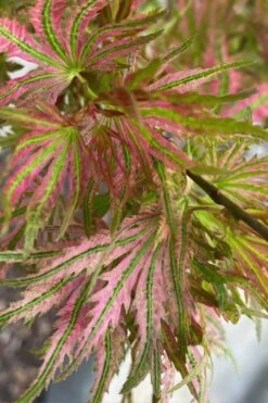 Abigail Rose Japanese Maple - 3 Gallon Pot -Wilson Bros Gardens acer palmatum abigail rose japanese maple 3