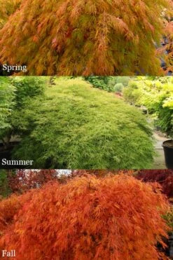 Otto's Dissectum Japanese Maple (Acer Palmatum) - 5 Gallon Pot 12 Otto's Dissectum Japanese Maple (Acer Palmatum) - 5 Gallon Pot -Wilson Bros Gardens acer palmatum dissectum ottos japanese maple 2