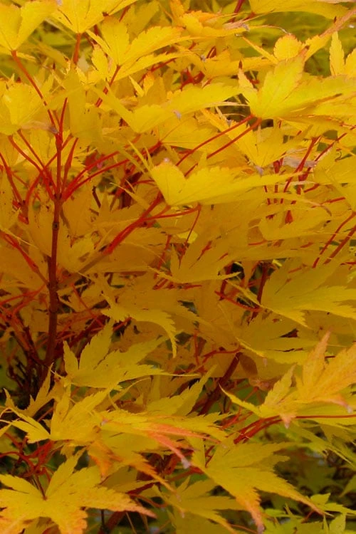 Little Sango' Dwarf Coral Bark Japanese Maple - 5 Gallon Pot 9 Little Sango' Dwarf Coral Bark Japanese Maple - 5 Gallon Pot - Image 7
