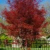 Hubb's Red Willow Japanese Maple - 3 Gallon Pot -Wilson Bros Gardens acer palmatum hubbs red willow japanese maple 5