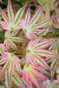 Wilson Bros Gardens 39 Ikandi Japanese Maple - 3 Gallon Pot (4-5')