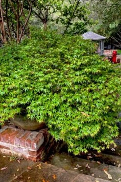 Kiyohime Spreading Japanese Maple - 2 Gallon Pot 19 Kiyohime Spreading Japanese Maple - 2 Gallon Pot -Wilson Bros Gardens acer palmatum kiyohime dwarf japanese maple 10