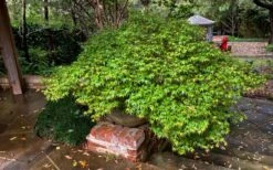 Kiyohime Spreading Japanese Maple - 2 Gallon Pot 14 Kiyohime Spreading Japanese Maple - 2 Gallon Pot -Wilson Bros Gardens acer palmatum kiyohime dwarf japanese maple 11