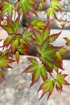Kiyohime Spreading Japanese Maple - 2 Gallon Pot 18 Kiyohime Spreading Japanese Maple - 2 Gallon Pot -Wilson Bros Gardens acer palmatum kiyohime dwarf japanese maple 4