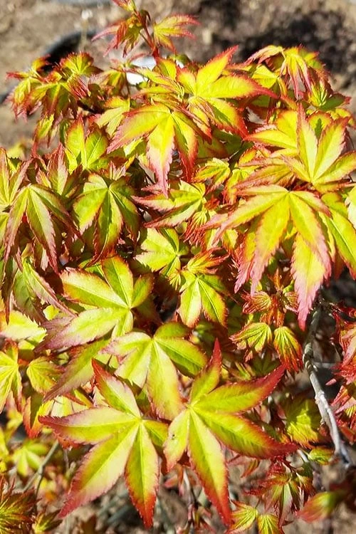 Kiyohime Spreading Japanese Maple - 2 Gallon Pot 9 Kiyohime Spreading Japanese Maple - 2 Gallon Pot - Image 7