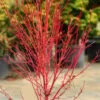 Little Sango' Dwarf Coral Bark Japanese Maple - 5 Gallon Pot 1 Little Sango' Dwarf Coral Bark Japanese Maple - 5 Gallon Pot -Wilson Bros Gardens acer palmatum little sango dwarf coral bark japanese maple 5