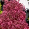 Pink Ballerina Japanese Maple - 5 Gallon Pot -Wilson Bros Gardens acer palmatum pink ballerina 10
