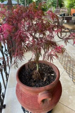 Pink Ballerina Japanese Maple - 5 Gallon Pot -Wilson Bros Gardens acer palmatum pink ballerina japanese maple 4