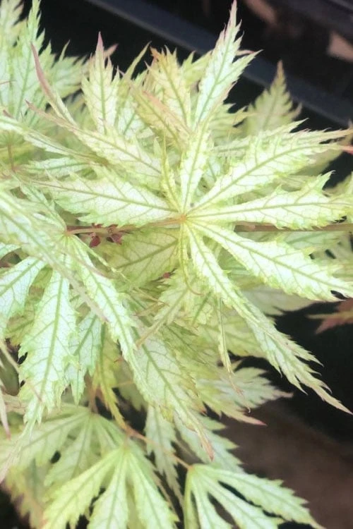 Sister Ghost Japanese Maple - 3 Gallon Pot (4-5') 8 Sister Ghost Japanese Maple - 3 Gallon Pot (4-5') - Image 6
